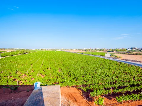 3 bed Farmhouse For Rent in Marsaxlokk, Marsaxlokk - thumb 11