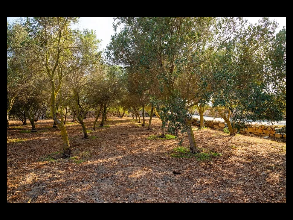 3 bed Villa For Sale in Zurrieq, Zurrieq - thumb 17